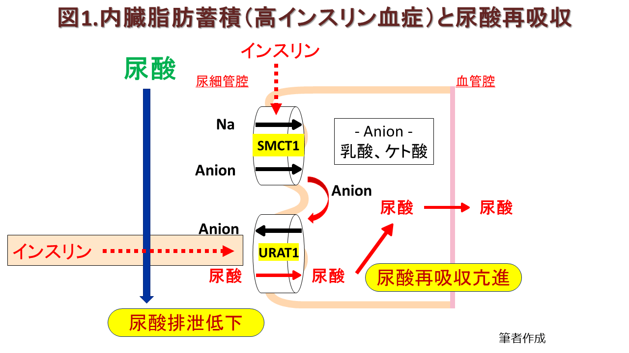 図：内臓脂肪蓄積（高インスリン血症）と尿酸再吸収